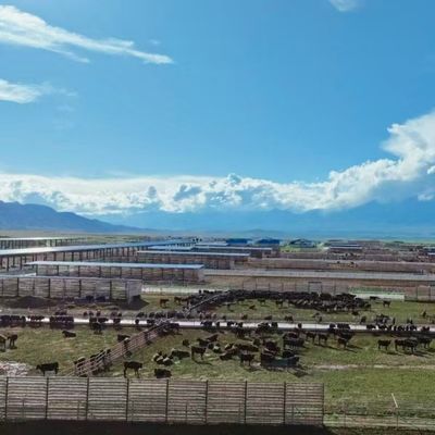 گودال گاو گالوانیزه فولادی برای پرورش دام