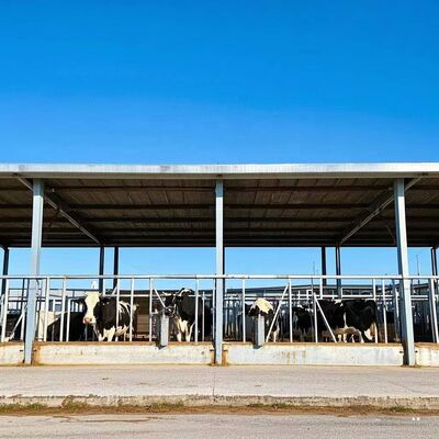 Galvanized Prefab Steel Structure Dairy Cattle Shed