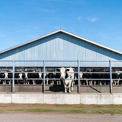 Galvanized Prefab Steel Structure Dairy Cattle Shed